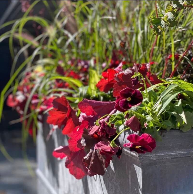 Burgundy violas and Heuchera