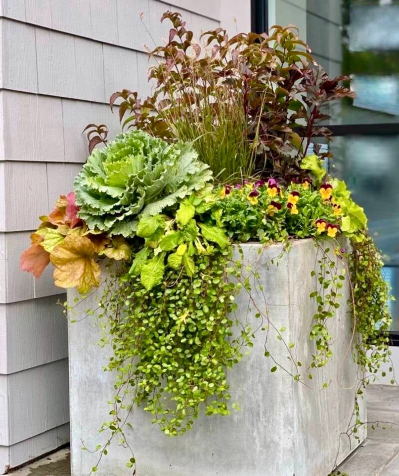 Modern concrete planter spilling with greenery