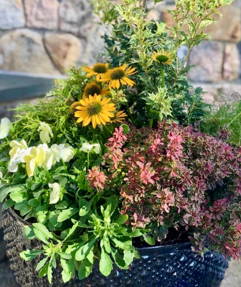 Euphorbia and sunny yellow Echinacea design inspiration