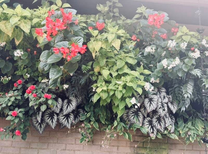 Tone on tone Winged Begonias carpeting a brick wall