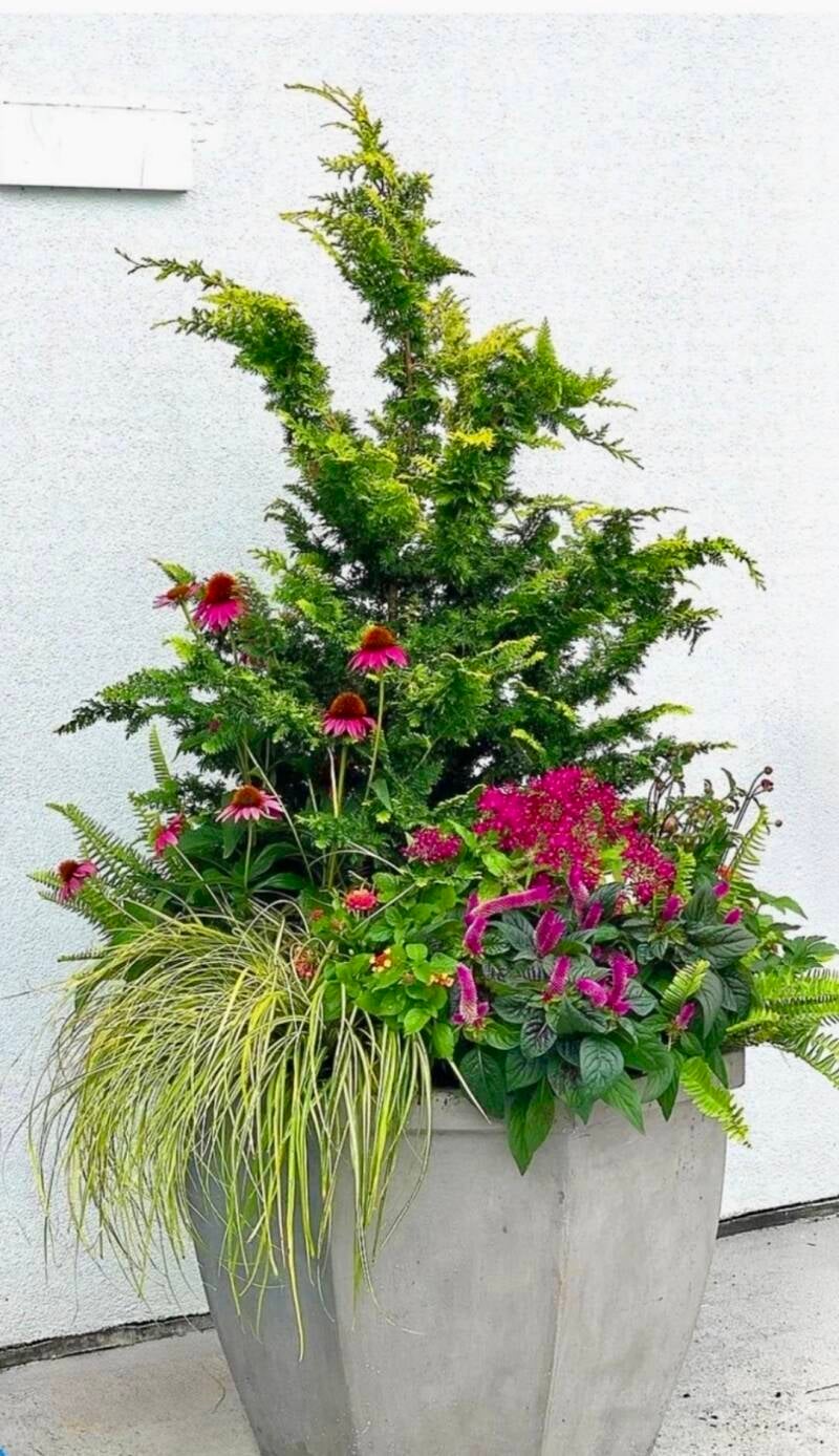 Fushia Echinecia, and Evergreen
