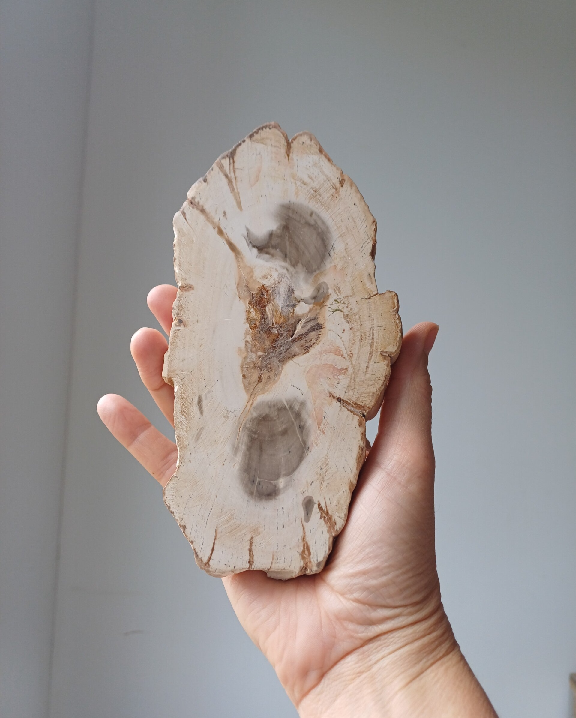 Versteend hout slab/ schijf