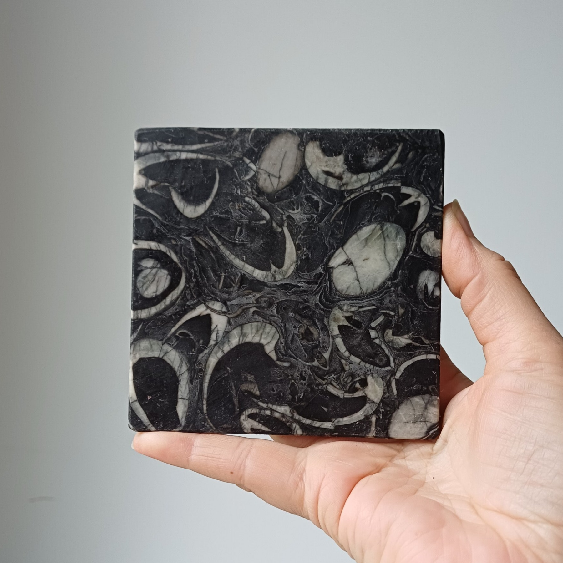 Orthoceras fossiel tegel in kalksteen