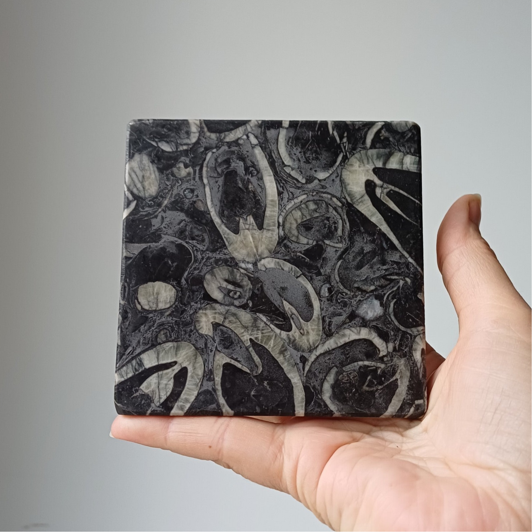 Orthoceras fossiel tegel in kalksteen