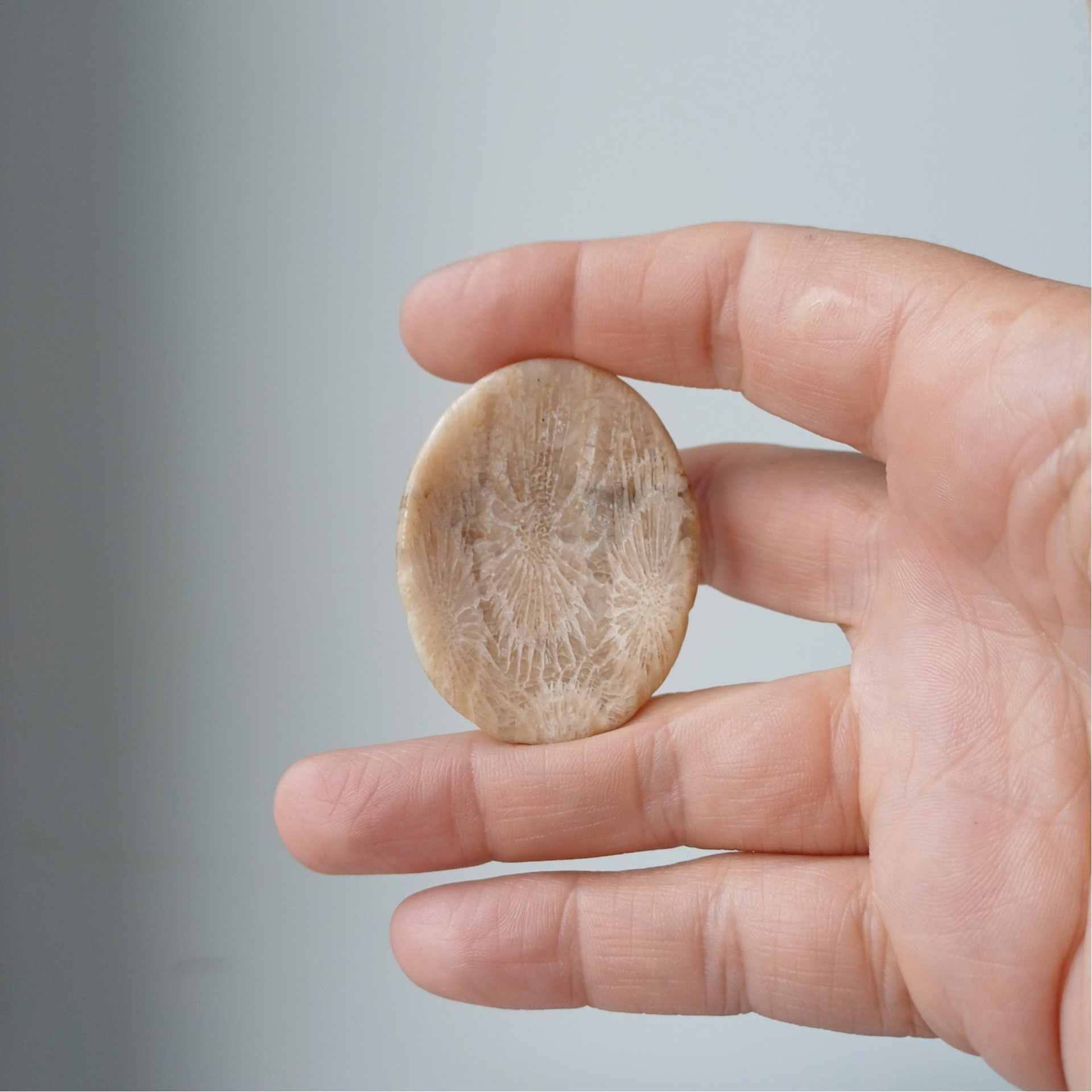 Versteend koraal worrystone