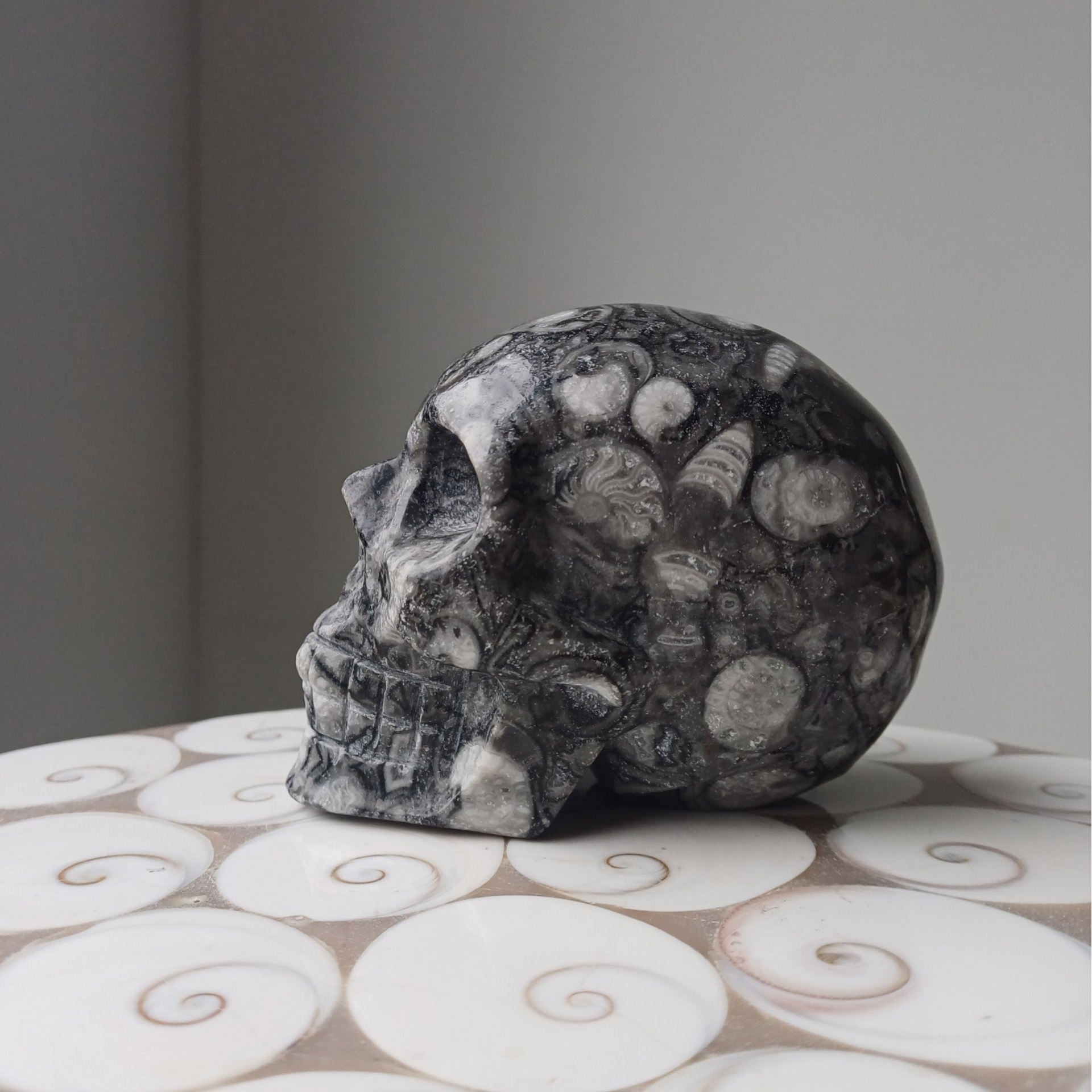 Goniatieten kalksteen carving (skull)