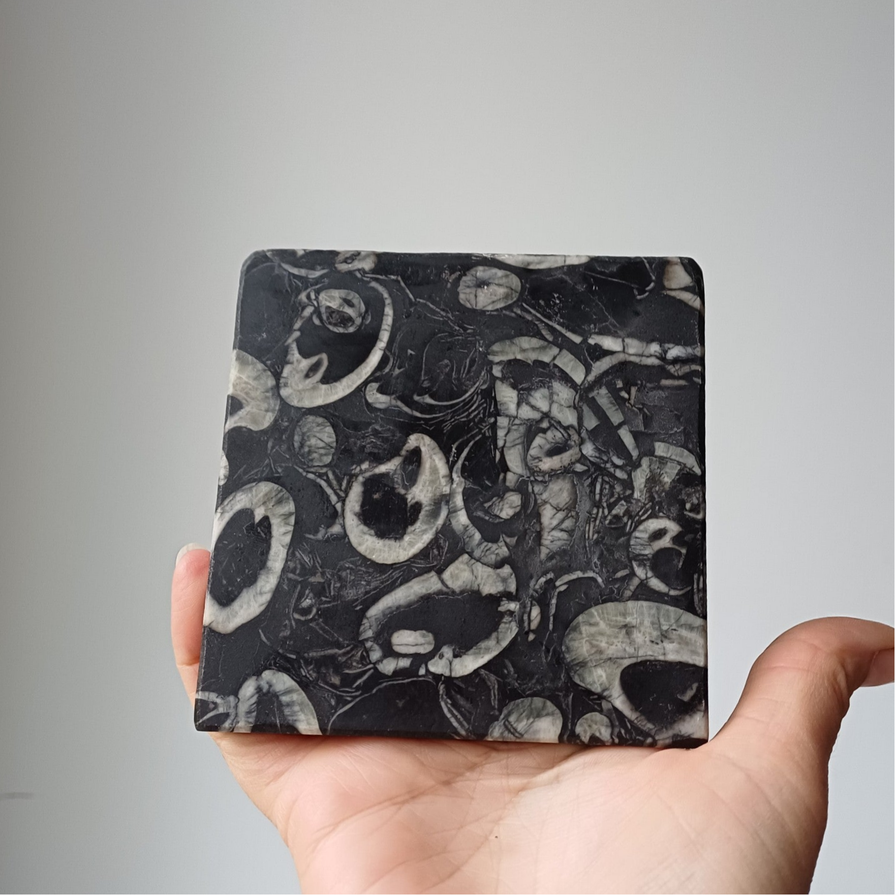 Orthoceras fossiel tegel in kalksteen