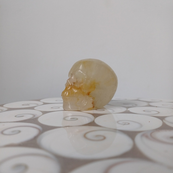 Golden healer schedel/ skull