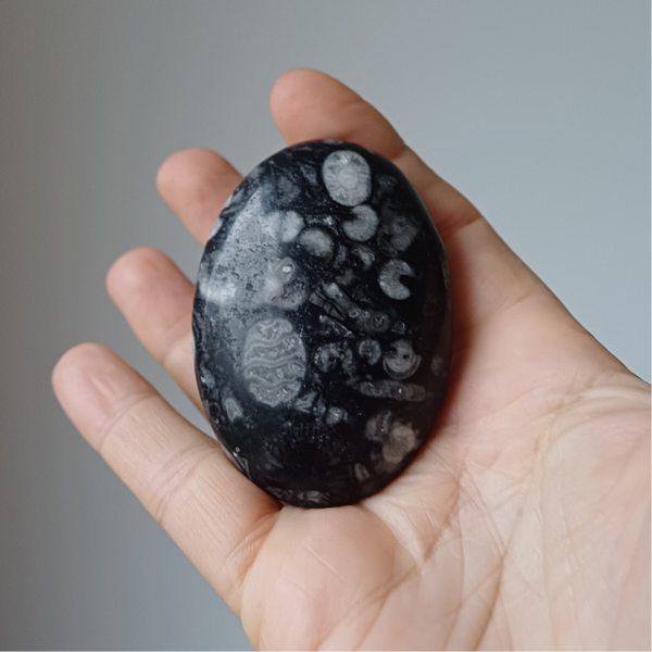 Goniatieten kalksteen handsteen