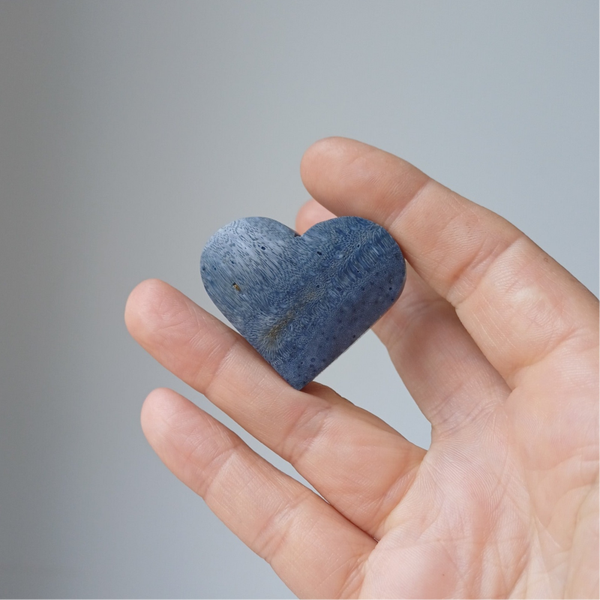 Versteend blauwe koraal hart