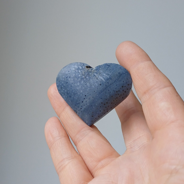 Versteend blauwe koraal hart