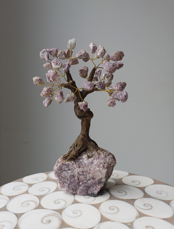 Ruwe lepidoliet bonsai boom