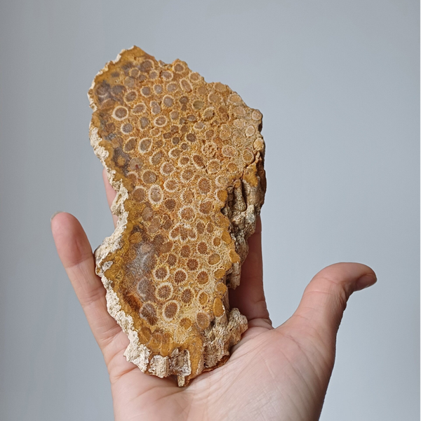 Versteend koraal slab