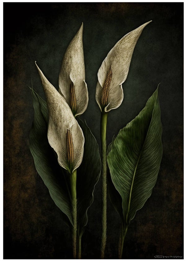 White Calla Lily II