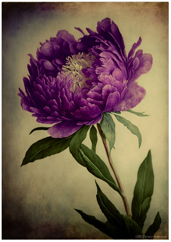 Purple Peony