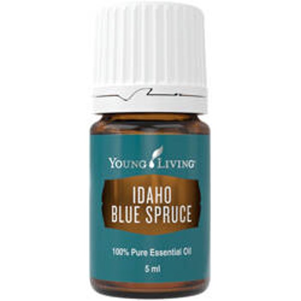 Idaho Blue Spruce