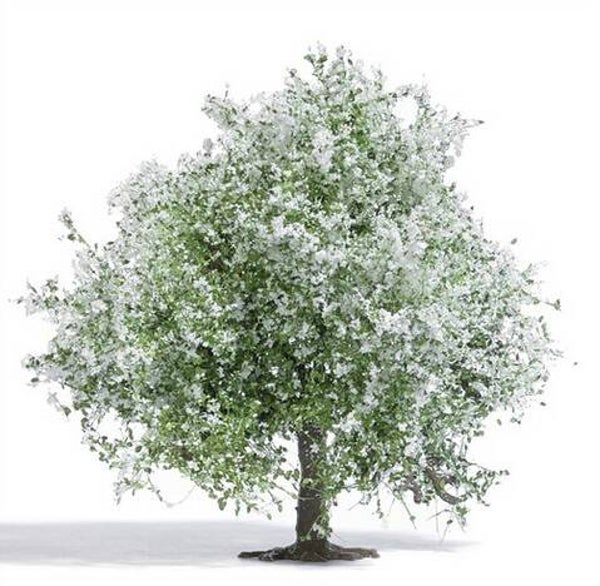 Busch 3651 Apfelbaum 75 mm, blühend