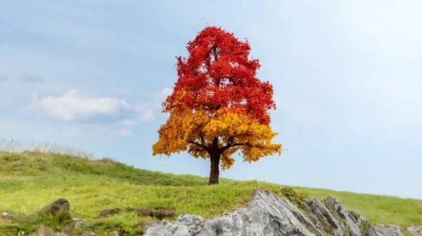 NOCH 20114 Eiche, herbstlich