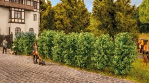 NOCH 21547 Thuja-Hecke