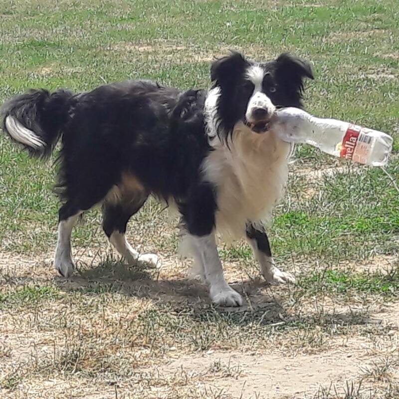 Hondenuitlaatservice-wendy