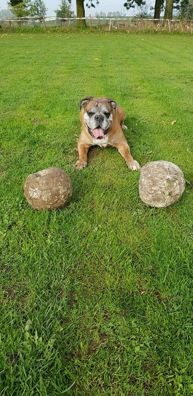 Hondenuitlaatservice-wendy