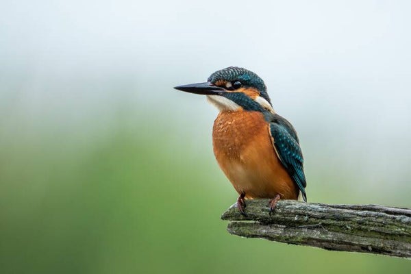 Canvas afdruk 40x60 cm