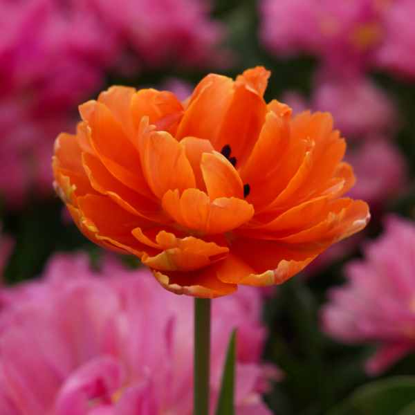 Canvas afdruk 30x30cm