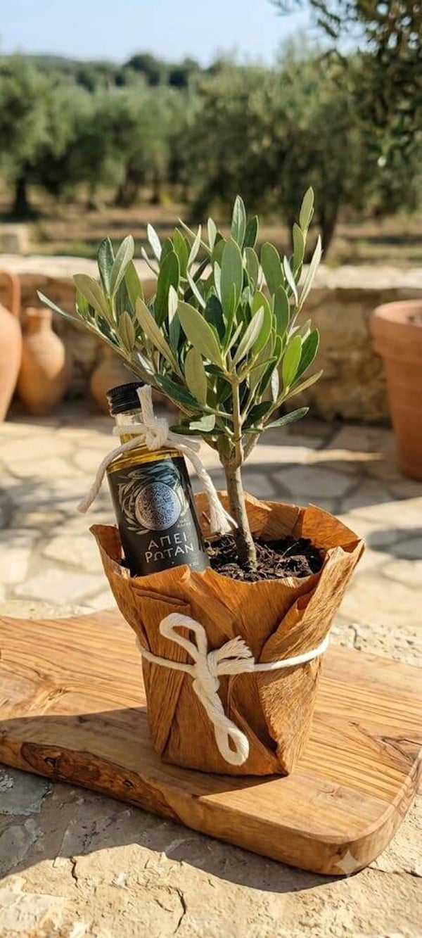 Exklusives Geschenkset mit Mini-Olivenbäumchen & griechischem Olivenöl