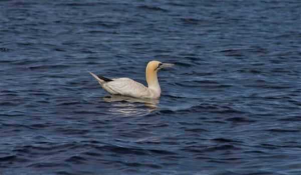 Gannet on the Sea
