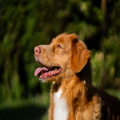 nova-scotia-duck-tolling-retriever-03-standard.jpg
