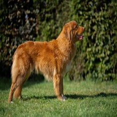 nova-scotia-duck-tolling-retriever-04-standard.jpg