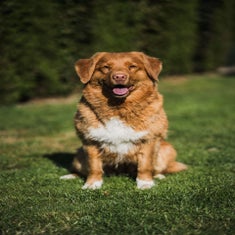 nova-scotia-duck-tolling-retriever-06-standard.jpg