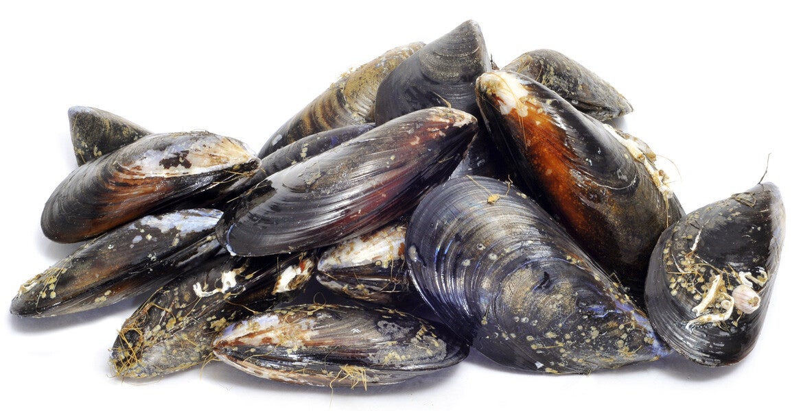Cozze Italia