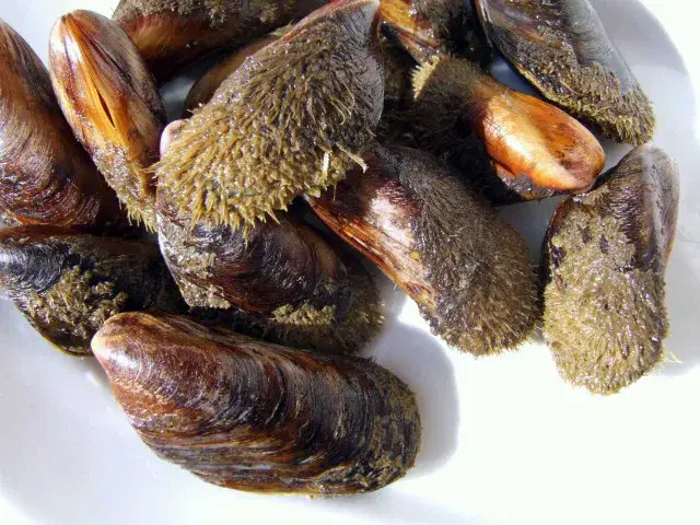 Cozze pelose Grecia