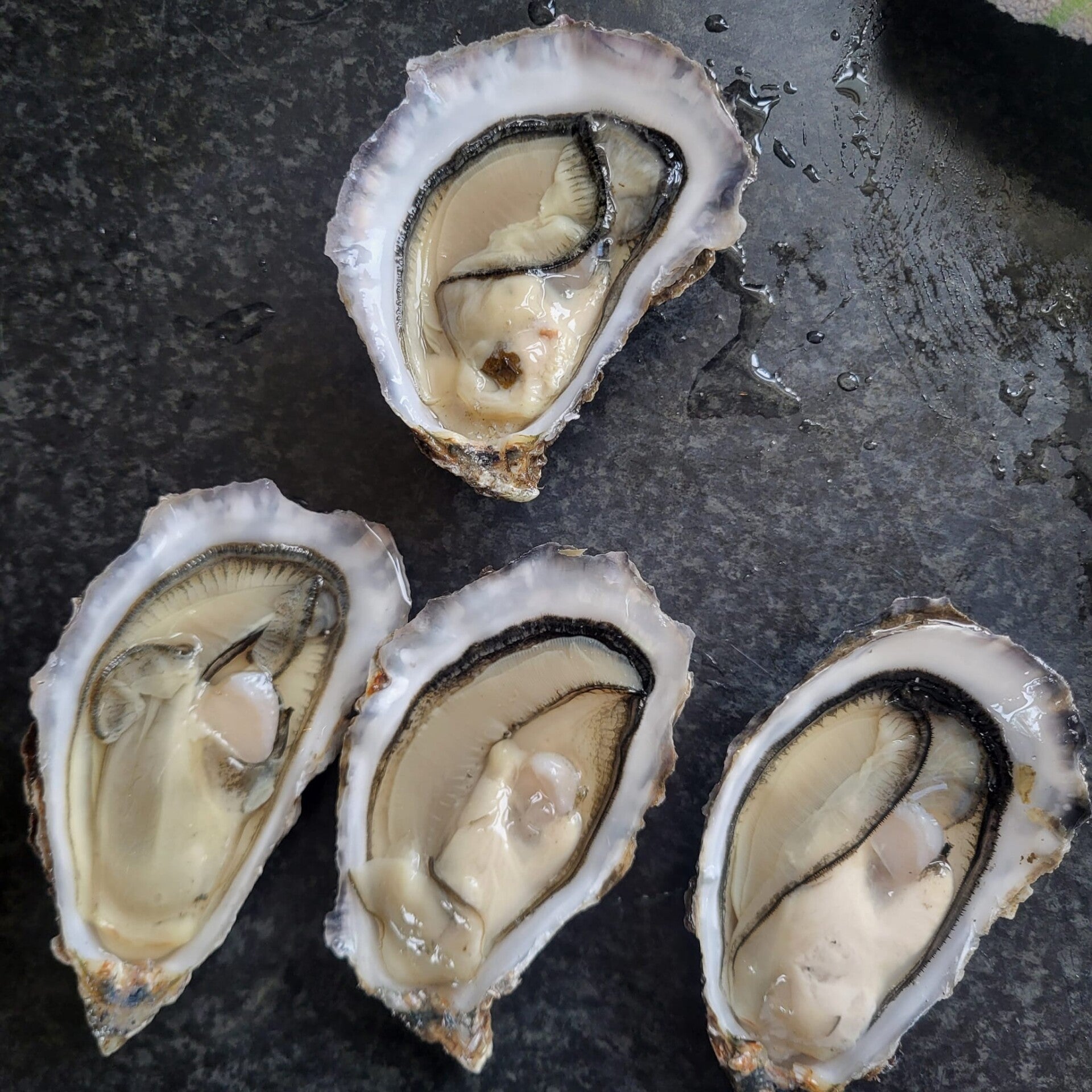 PETIT SPECIAL IRLANDA