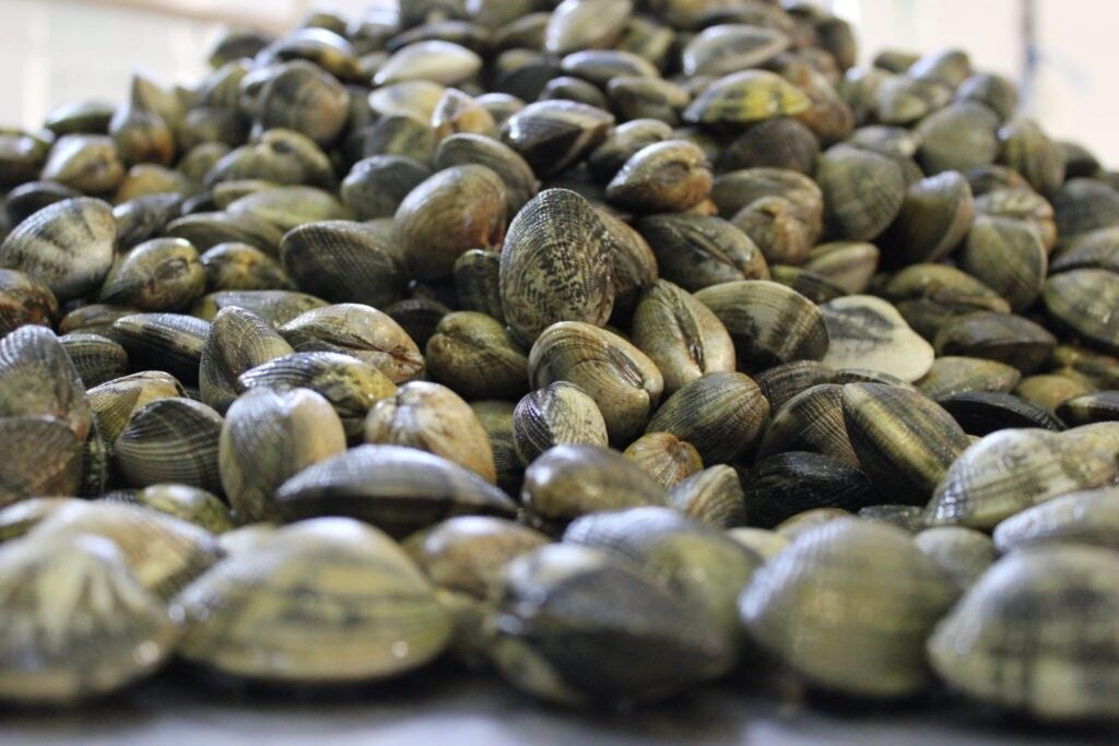 Veraci Grandi Italia