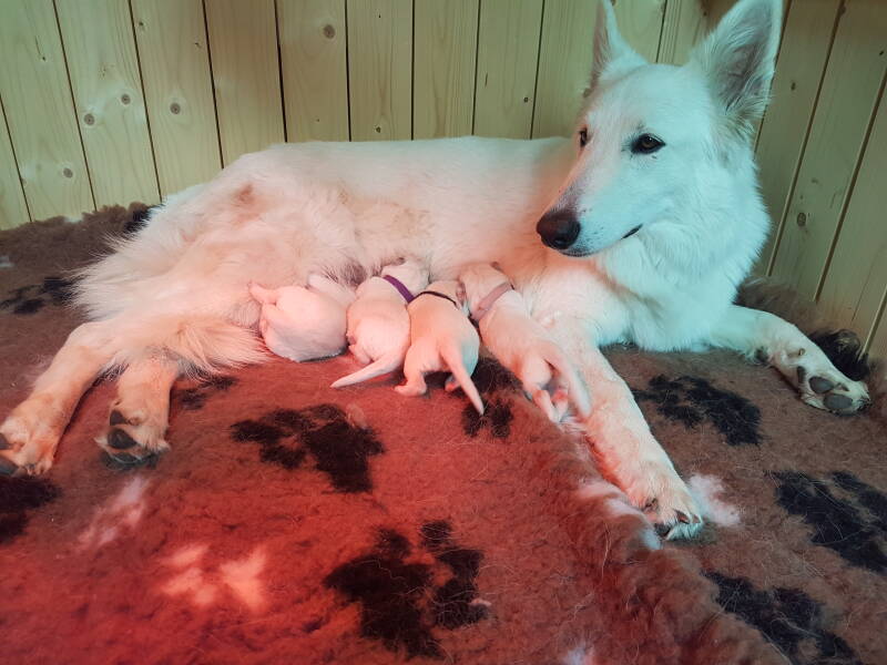 Zwitserse Witte Herder pup