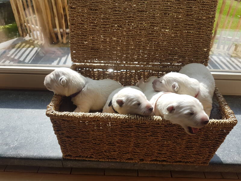 Zwitserse Witte Herder pup