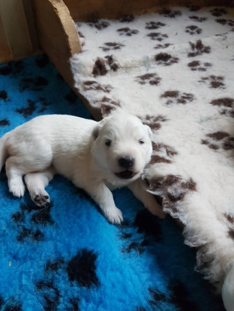Zwitserse Witte Herder pup