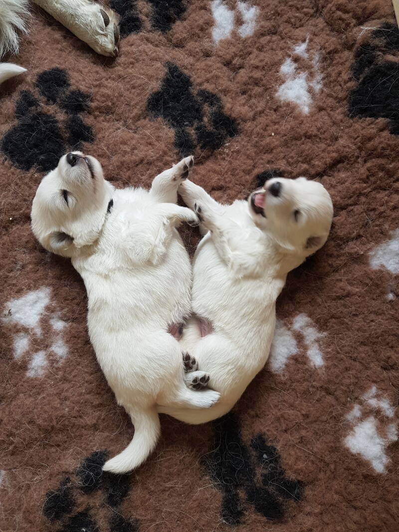 Zwitserse Witte Herder pup