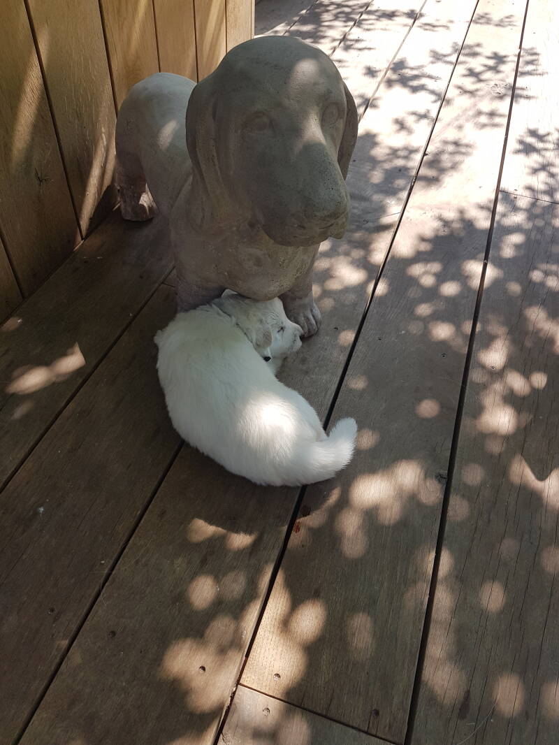 Zwitserse Witte Herder pup