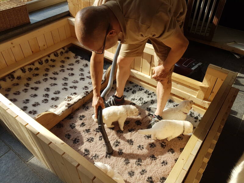 Zwitserse Witte Herder pup