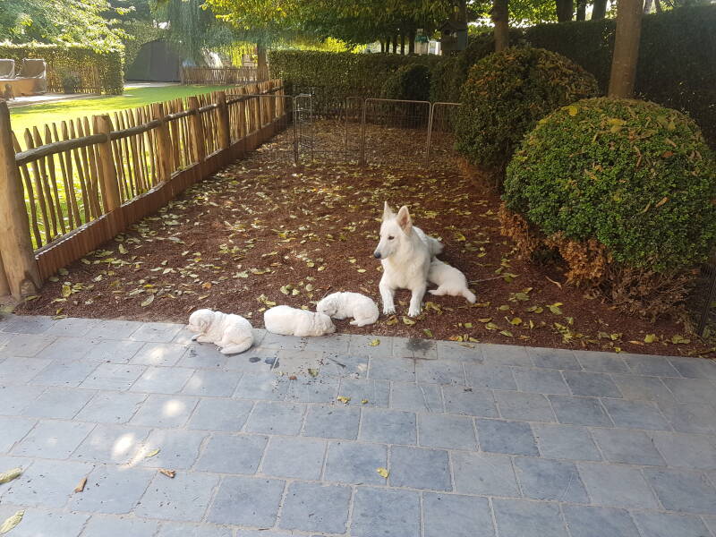 Zwitserse Witte Herder pup