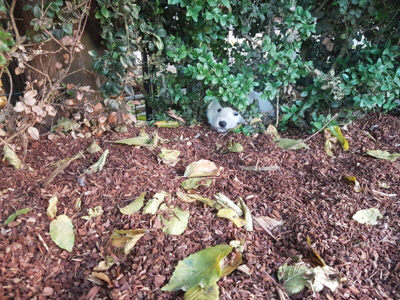 Zwitserse Witte Herder pup