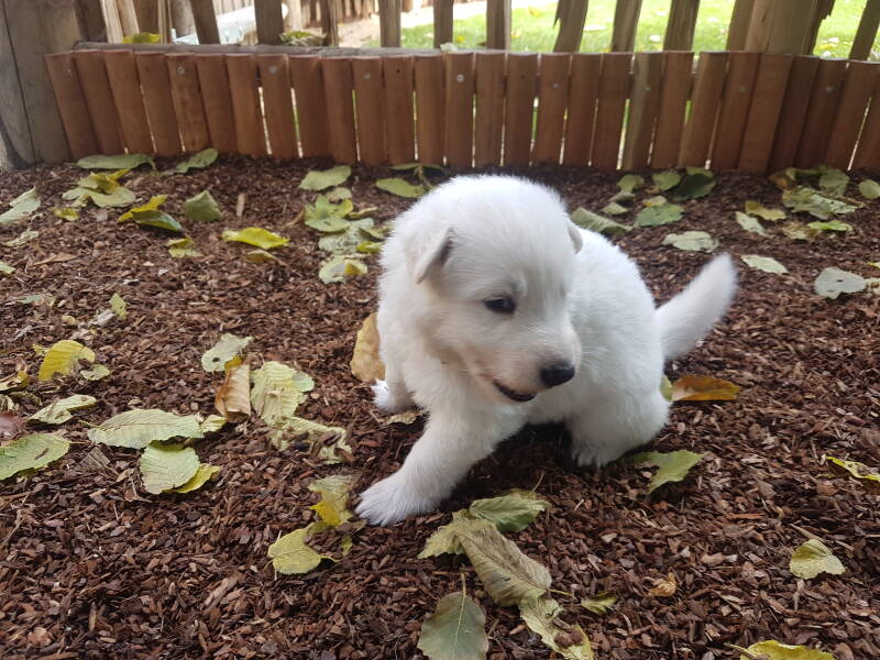 Zwitserse Witte Herder pup