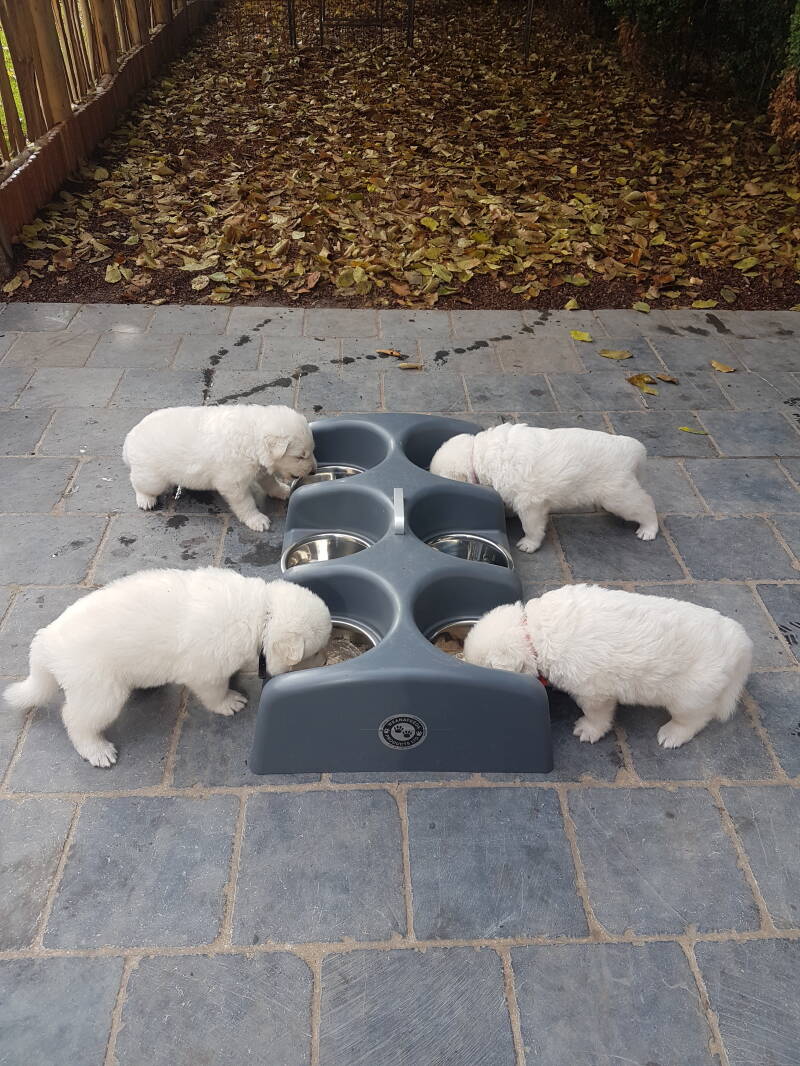 Zwitserse Witte Herder pup