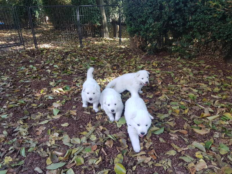 Zwitserse Witte Herder pup