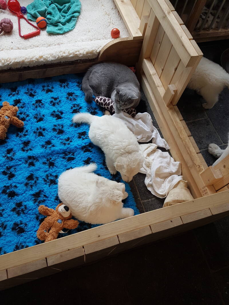 Zwitserse Witte Herder pup