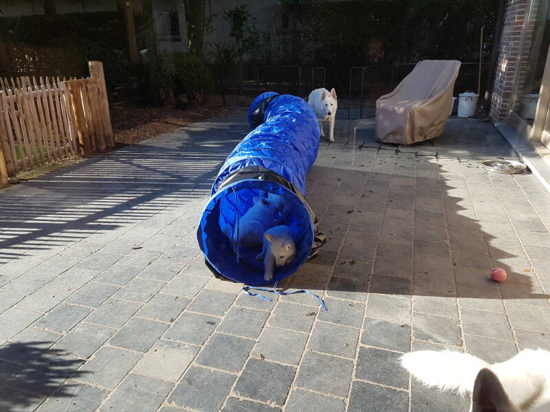 Zwitserse Witte Herder pup