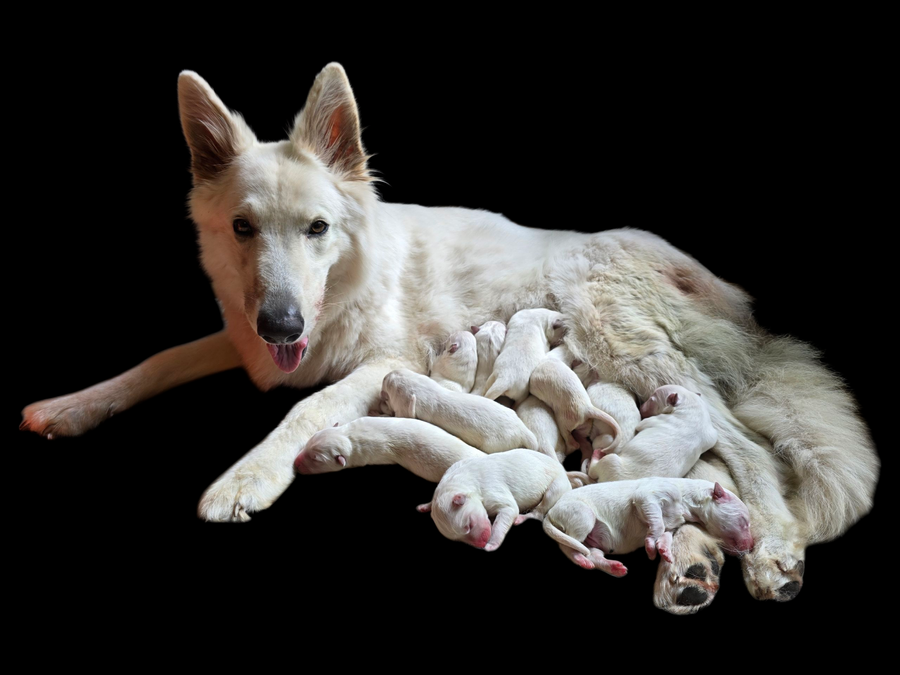 Zwisters Herder pups van Ukita van het Svenhof